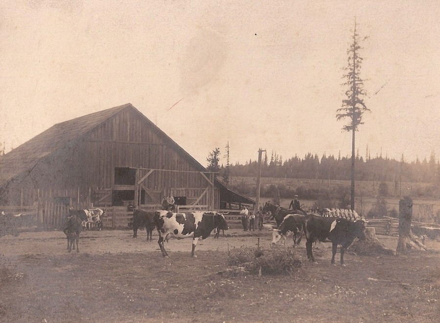 Shattuck Dairy - cows, 4 men, 2 boys, tall tree