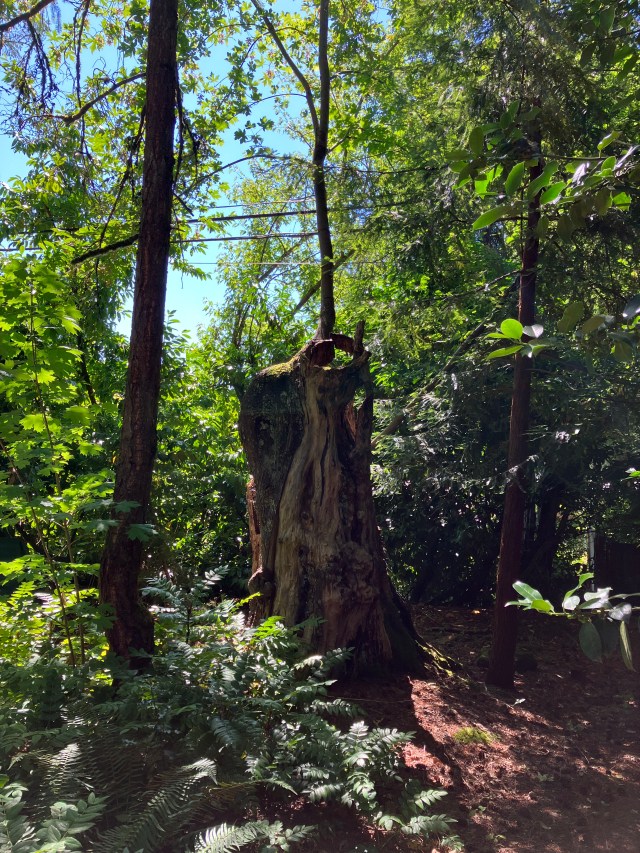 The Meeting Tree 2023 from Louise Cook Jones 1