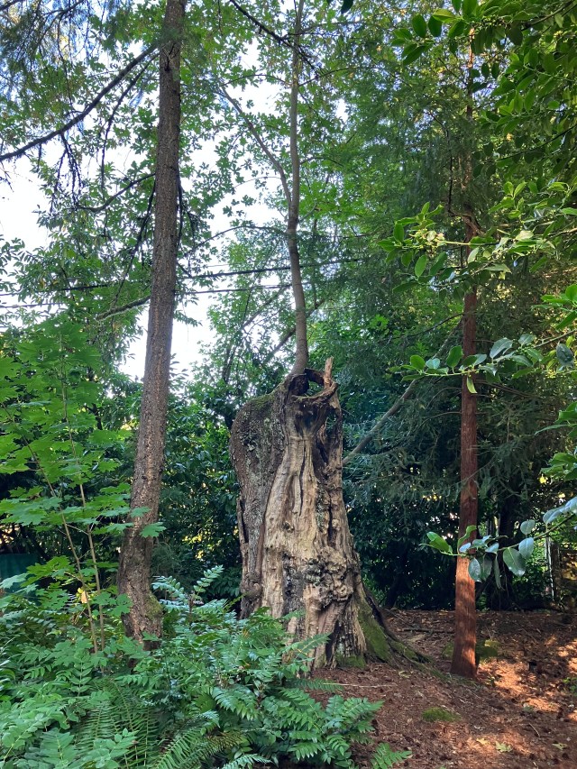 The Meeting Tree 2023 from Louise Cook Jones 2