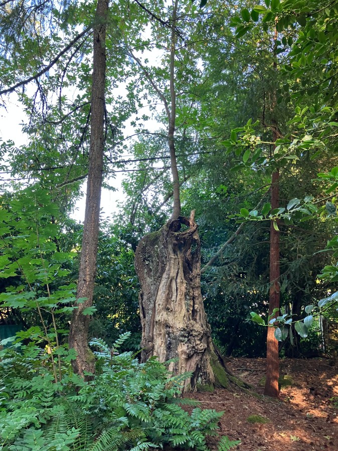 The Meeting Tree 2023 from Louise Cook Jones 2