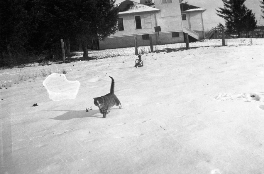 1920s Replogle cat near Garden Home school