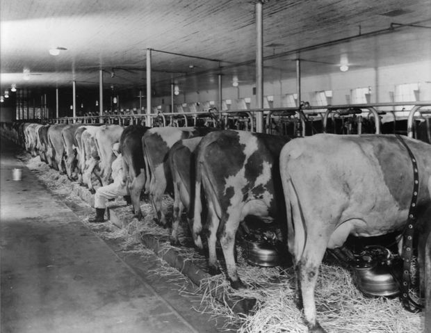 Alpenrose Dairy milking barn