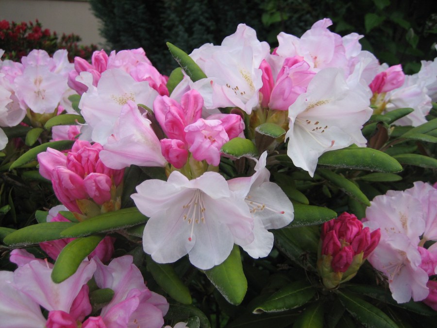 E front Yak Rhodie (3)