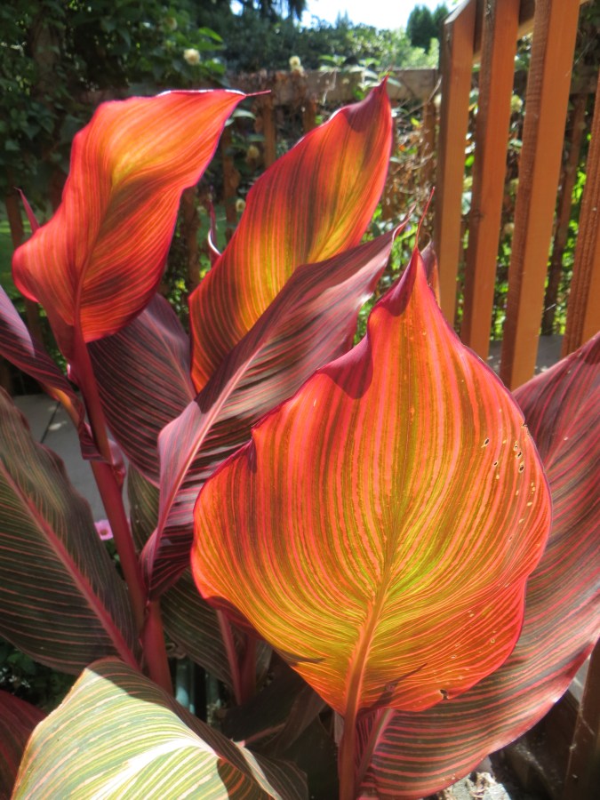 Tropicana Canna