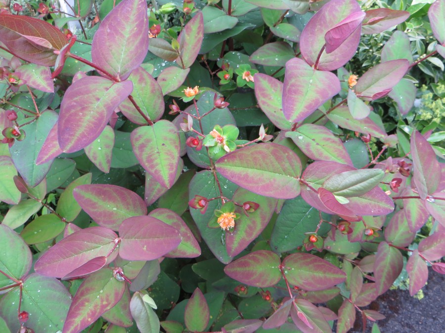 Hypericum Androsaenum purpurea