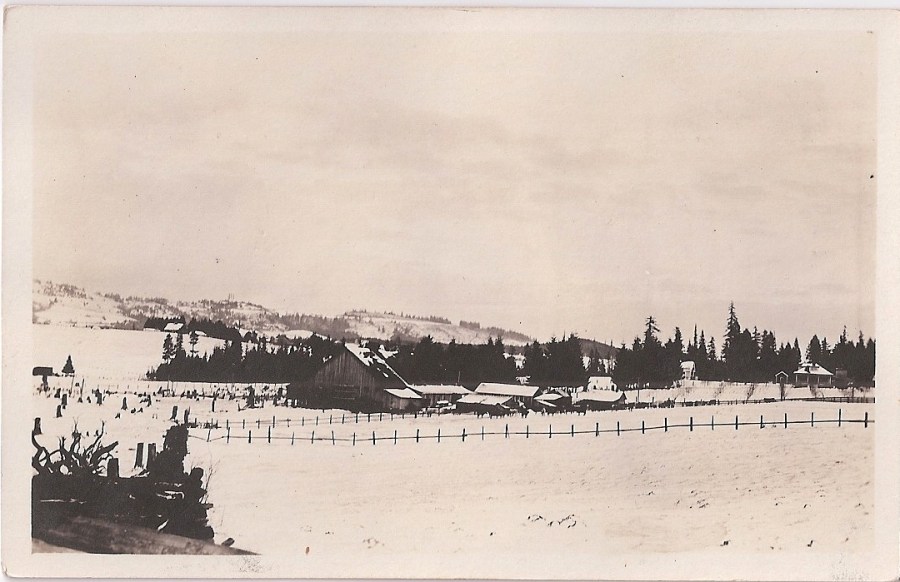 Snowy Shattuck dairy farm