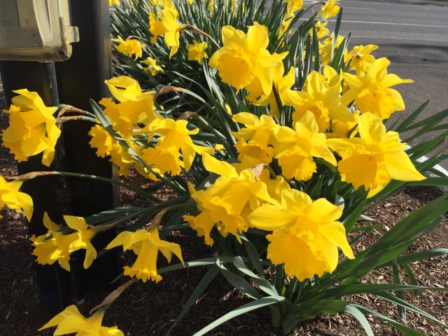 Garden Home Gardeners daffodils, March 2020