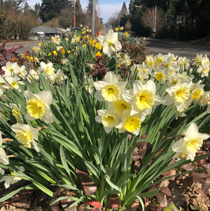 Garden on SW Oleson Rd at SW Skyhar - Garden Home Gardeners 2021-03 by Stan Houseman