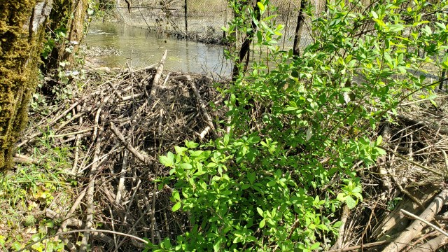 Beaver dam at Hideaway Park, April 2021