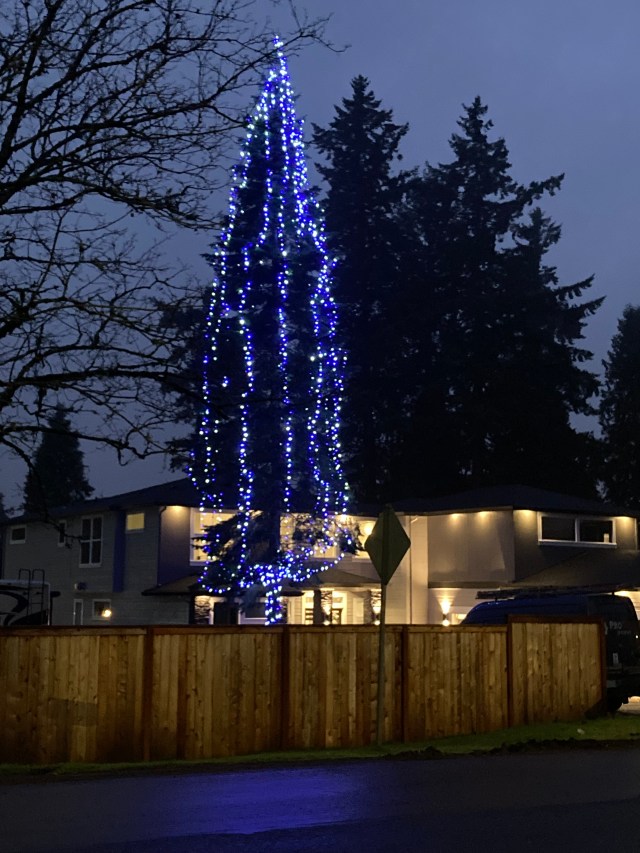 SW 87th very tall Xmas tree