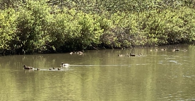 Duck families in Hideaway Park beaver pond May 2022