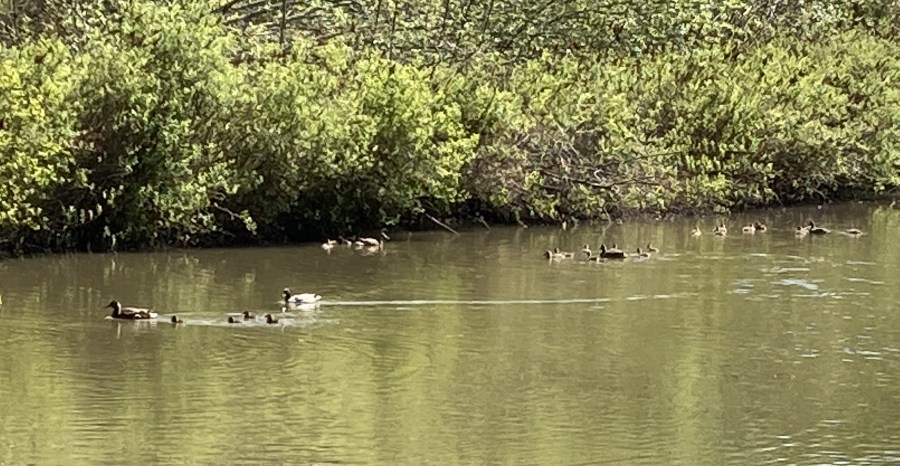 Duck families in Hideaway Park beaver pond May 2022