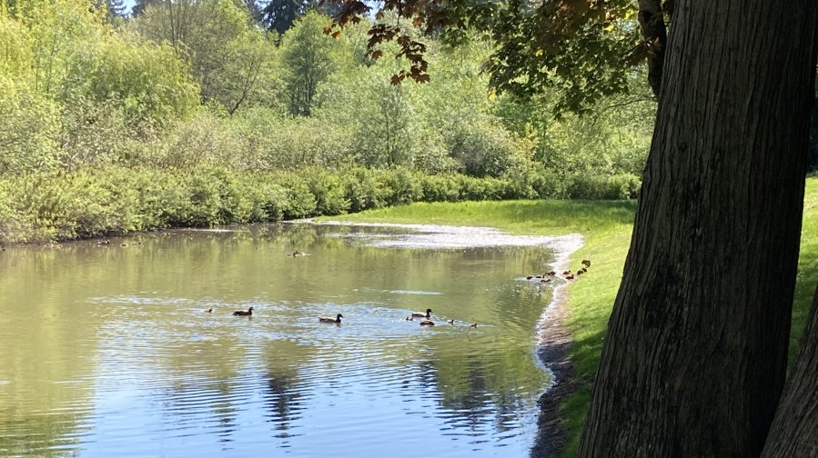 Hideaway Park beaver pond May 2022