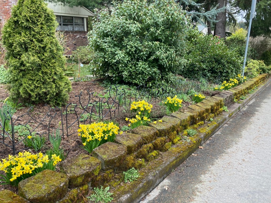 Daffodils on SW 87th Ave