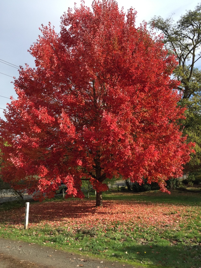 2022 colorful tree at SW Garden Home Rd at SW 85th Ave