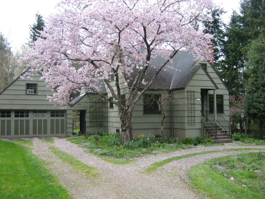 Cherry tree on SW 87th Ave
