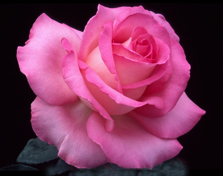 Louise Estes - Rich Baer