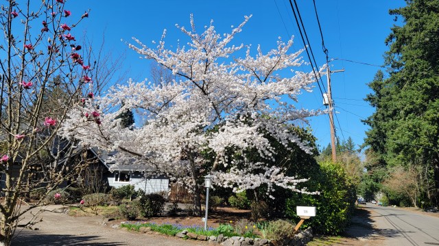 Spring blooming in Garden Home