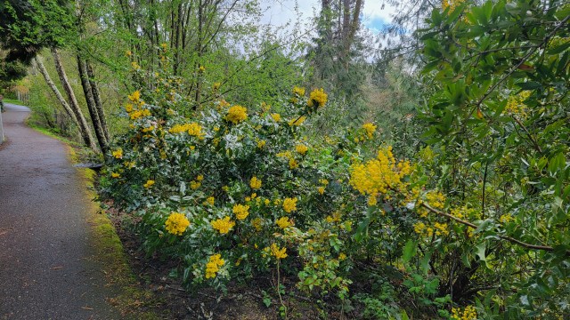 Oregon Grape along the Fanno Creek Trail