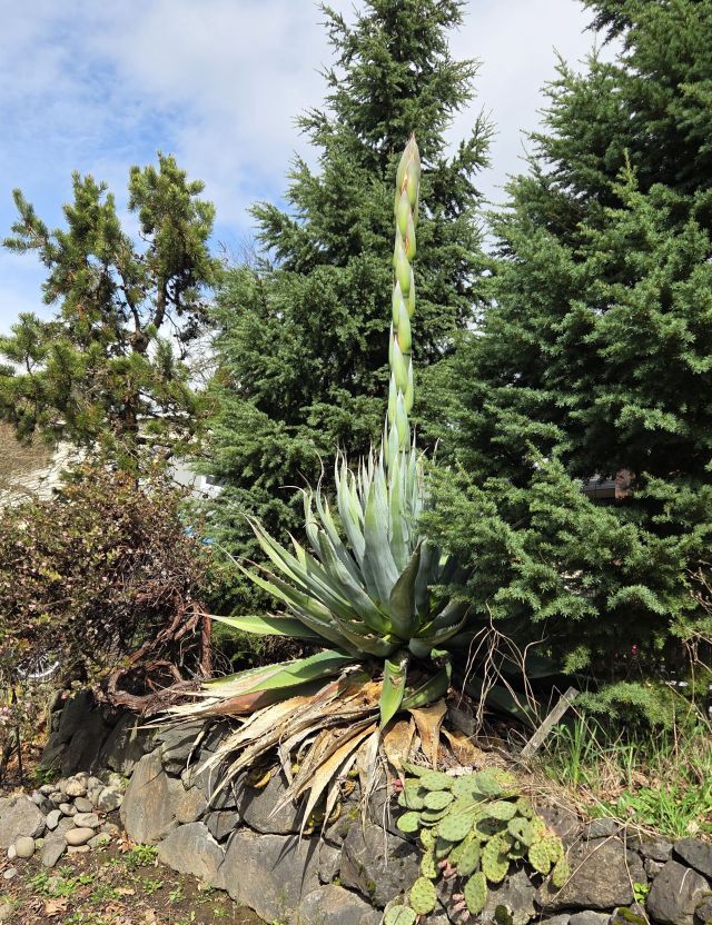 Mature agave growing in Garden Home