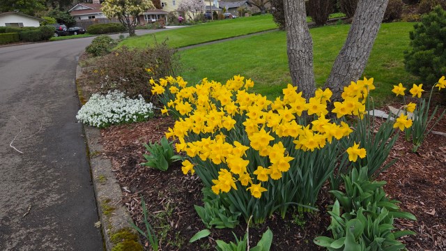 Spring daffodils